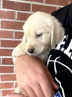 Orion• Family-Raised, a male Golden Retriever for sale in Tulsa, OK – 4 of 10