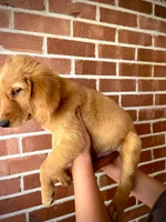 Hunter, a male Golden Retriever for sale in Tulsa, OK – 3 of 10