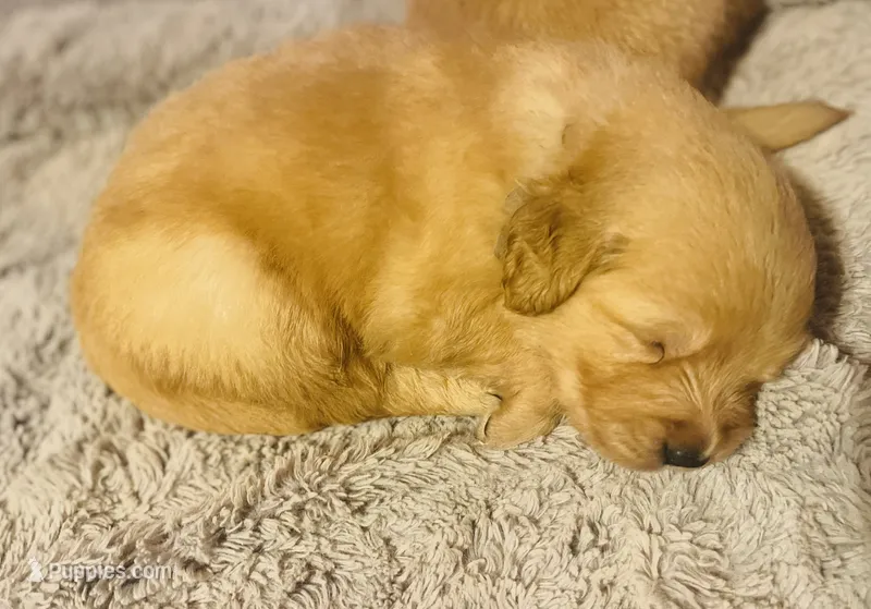 Blaze (AKC, Family-Raised) – Golden Retriever puppy for sale in Tulsa, OK