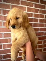 Goliath AKC, Ready To Go Home Today, a male Golden Retriever for sale in Tulsa, OK – 2 of 10