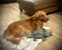 Lizzie AKC, Family-Raised, a female Golden Retriever for sale in Tulsa, OK – 5 of 8