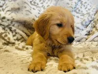 Goliath, a male Golden Retriever for sale in Tulsa, OK – 3 of 8