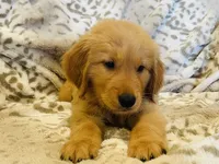 Goliath, a male Golden Retriever for sale in Tulsa, OK – 4 of 8