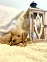 Fern, a female Golden Retriever for sale in Tulsa, OK – 1 of 8
