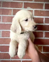 Orion• Family-Raised, a male Golden Retriever for sale in Tulsa, OK – 3 of 10