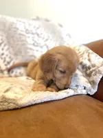 Lily AKC, Family-Raised, a female Golden Retriever for sale in Tulsa, OK – 4 of 9