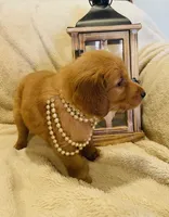 Lizzie AKC, Family-Raised, a female Golden Retriever for sale in Tulsa, OK – 3 of 8