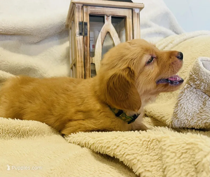 Bingley•AKC, Family-Raised – Golden Retriever puppy for sale in Tulsa, OK