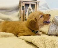 Bingley•AKC, Family-Raised, a male Golden Retriever for sale in Tulsa, OK – 1 of 6