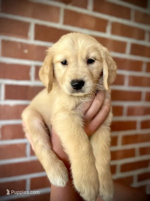 Nova• Family-Raised•Pink – Golden Retriever puppy for sale in Tulsa, OK