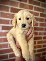 Nova• Family-Raised•Pink, a female Golden Retriever for sale in Tulsa, OK – 1 of 10