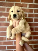 Nova• Family-Raised•Pink, a female Golden Retriever for sale in Tulsa, OK – 2 of 10