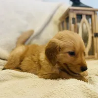 Sawyer AKC, Family-Raised , a male Golden Retriever for sale in Tulsa, OK – 2 of 6