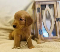 Lizzie AKC, Family-Raised, a female Golden Retriever for sale in Tulsa, OK – 1 of 8
