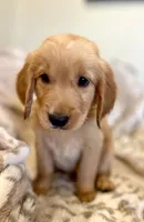 Sawyer AKC, Family-Raised , a male Golden Retriever for sale in Tulsa, OK – 3 of 7