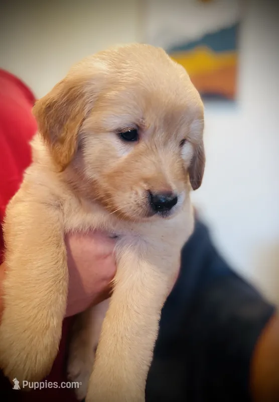 Liberty Belle (AKC, Family-Raised ) – Golden Retriever puppy for sale in Tulsa, OK