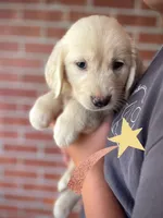 Stella• Family-Raised•Green, a female Golden Retriever for sale in Tulsa, OK – 2 of 10