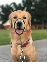 Liberty Belle (AKC, Family-Raised ), a female Golden Retriever for sale in Tulsa, OK – 8 of 10