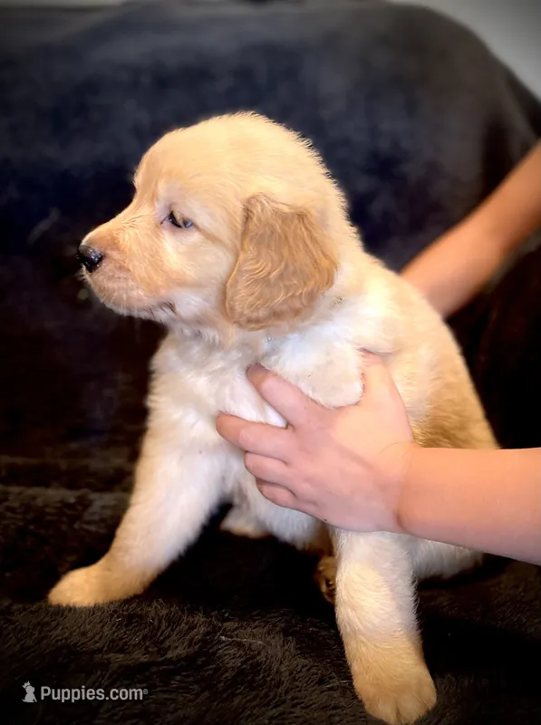 Rocket (AKC, Family-Raised) – Golden Retriever puppy for sale in Tulsa, OK
