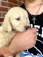 Orion• Family-Raised, a male Golden Retriever for sale in Tulsa, OK – 2 of 10