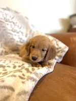 Lily AKC, Family-Raised, a female Golden Retriever for sale in Tulsa, OK – 2 of 9