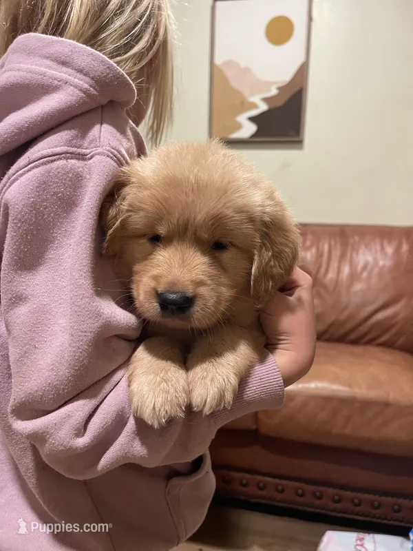 Blaze (AKC, Family-Raised) – Golden Retriever puppy for sale in Tulsa, OK