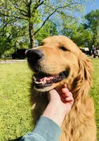 Sawyer AKC, Family-Raised , a male Golden Retriever for sale in Tulsa, OK – 6 of 6