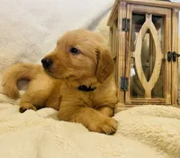 Sawyer AKC, Family-Raised , a male Golden Retriever for sale in Tulsa, OK – 4 of 6