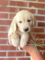 Stella• Family-Raised•Green, a female Golden Retriever for sale in Tulsa, OK – 1 of 10