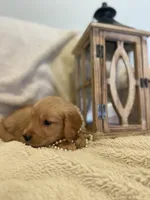 Fern, a female Golden Retriever for sale in Tulsa, OK – 2 of 8