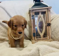 Lizzie AKC, Family-Raised, a female Golden Retriever for sale in Tulsa, OK – 4 of 8