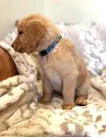 Sawyer AKC, Family-Raised , a male Golden Retriever for sale in Tulsa, OK – 4 of 7