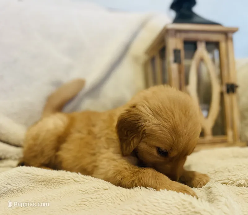 Sawyer AKC, Family-Raised  – Golden Retriever puppy for sale in Tulsa, OK