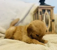 Sawyer AKC, Family-Raised , a male Golden Retriever for sale in Tulsa, OK – 1 of 6