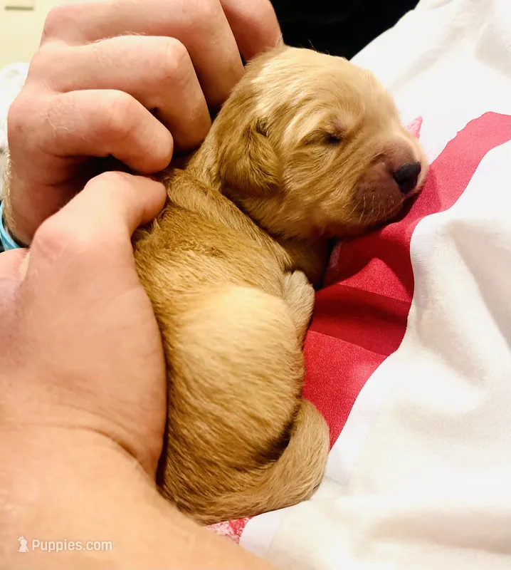 Blaze – Golden Retriever puppy for sale in Tulsa, OK