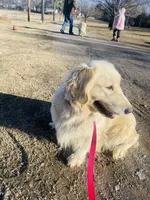 Orion• Family-Raised, a male Golden Retriever for sale in Tulsa, OK – 8 of 10