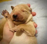 Bravo, a female Golden Retriever for sale in Tulsa, OK – 3 of 5