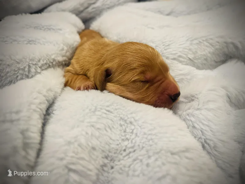 Bravo – Golden Retriever puppy for sale in Tulsa, OK