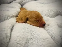Bravo, a female Golden Retriever for sale in Tulsa, OK – 1 of 5