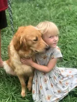Bravo, a female Golden Retriever for sale in Tulsa, OK – 4 of 5