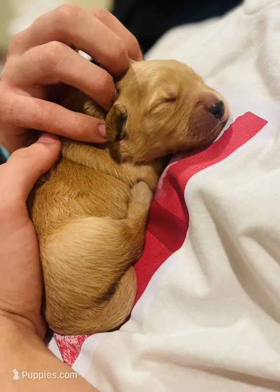 Bravo (AKC, Family-Raised) – Golden Retriever puppy for sale in Tulsa, OK