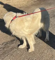 Orion• Family-Raised, a male Golden Retriever for sale in Tulsa, OK – 5 of 10