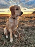 Liberty Belle (AKC, Family-Raised ), a female Golden Retriever for sale in Tulsa, OK – 7 of 10