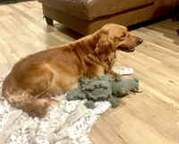 Hunter, a male Golden Retriever for sale in Tulsa, OK – 7 of 10