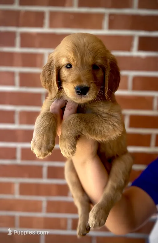 Lizzie AKC, Family-Raised – Golden Retriever puppy for sale in Tulsa, OK