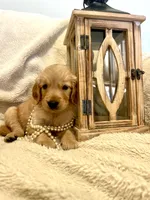Fern, a female Golden Retriever for sale in Tulsa, OK – 3 of 8
