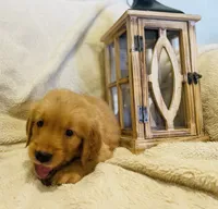 Bingley•AKC, Family-Raised, a male Golden Retriever for sale in Tulsa, OK – 4 of 6