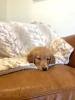 Lily AKC, Family-Raised, a female Golden Retriever for sale in Tulsa, OK – 3 of 9