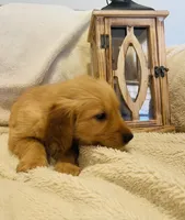Sawyer AKC, Family-Raised , a male Golden Retriever for sale in Tulsa, OK – 5 of 6