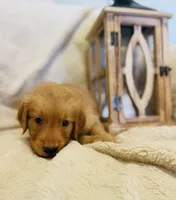 Bingley•AKC, Family-Raised, a male Golden Retriever for sale in Tulsa, OK – 2 of 6